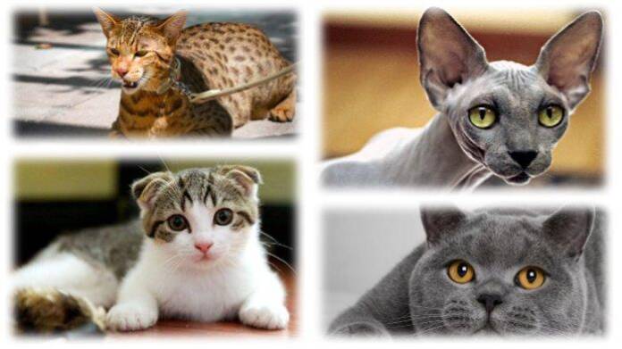 jenis kucing termahal Jenis Kucing Termahal di Dunia